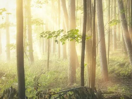 Yoga Nidra For Deep Rest & Nervous System Healing