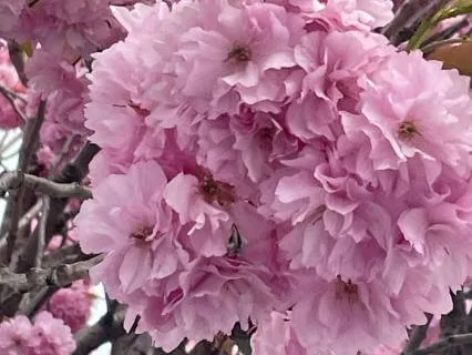 Yoga Nidra For Deep Rest & Renewal | Spring Equinox