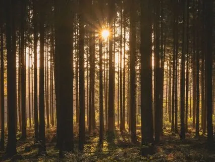 Samhain Sleep Journey: Yoga Nidra For Our Mystical Ancestors