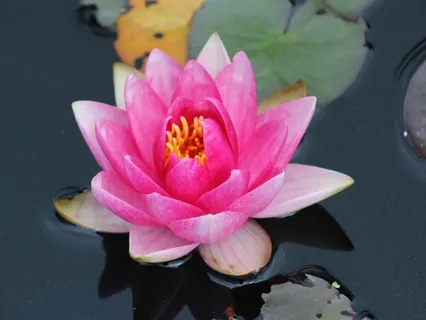 Yoga Nidra For Deep Settling Rest