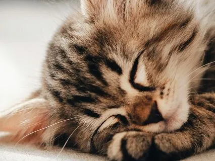 Yoga Nidra For Deep Sleep And Letting Go