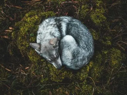 Yoga Nidra For Deep Sleep (With Music) 33:33