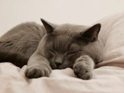 Yoga Nidra For Deep Sleep