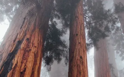 Yoga Nidrā For Determination