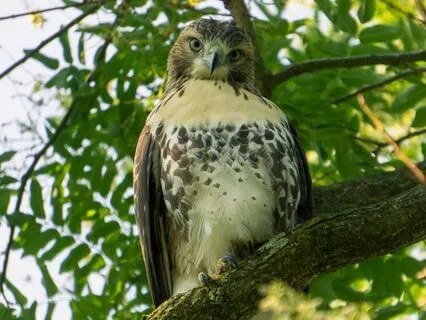 Yoga Nidra For Divine Intuition