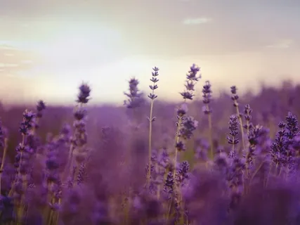 Yoga Nidra For Dreamers