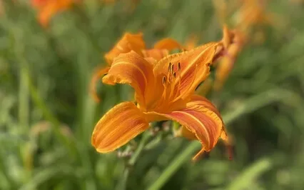 Yoga Nidra For Emotional And Physical Release