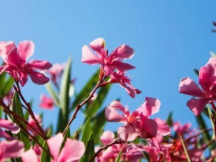 Yoga Nidra For Emotional Ease And Deep Rest