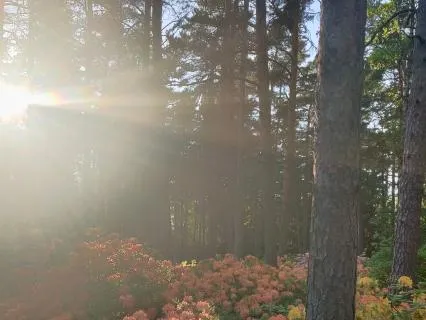Yoga Nidra For Energy