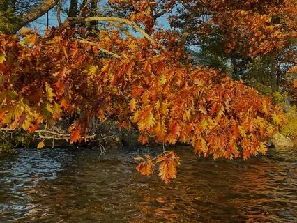 Yoga Nidra For Evolution & Release + Sound Bath (Scorpio)