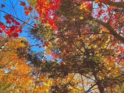 Yoga Nidra For Fall Equinox