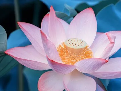 Yoga Nidra For Full Body Relaxation