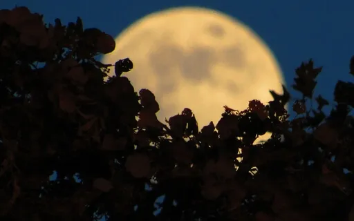 Yoga Nidra For Full Moon Meditation