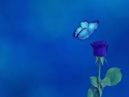 Yoga Nidra For Grief