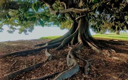 Yoga Nidra | For Grounding