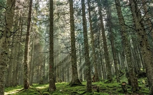 Yoga Nidra For Grounding 