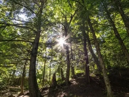 Yoga Nidra For Grounding & Deep Rest