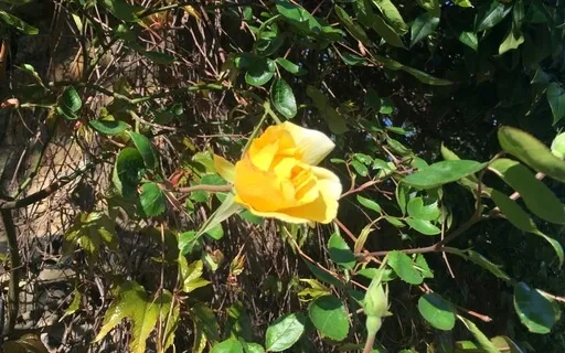 Yoga Nidra For Grounding And Finding Your Voice