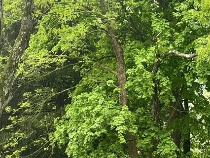 Yoga Nidra For Grounding Into Your Body And On The Earth