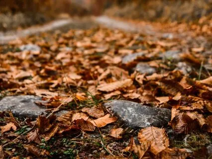 Yoga Nidra For Grounding