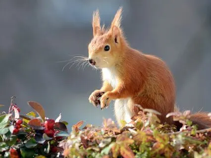 Grounding Yoga Nidra