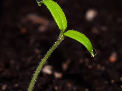 Yoga Nidra For Growth