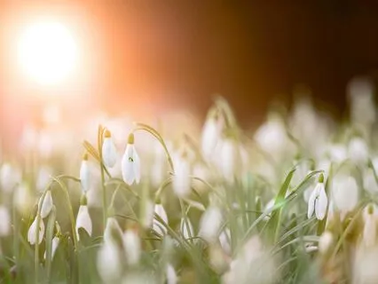 Yoga Nidra For Growth And Renewal