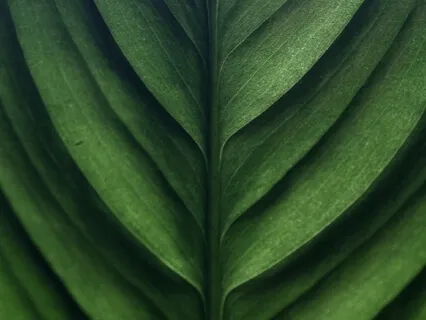 Yoga Nidra For Growth