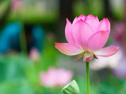 Yoga Nidra for Healing & Divine Sleep