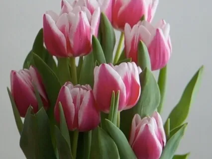 Yoga Nidra for Healing and Growth