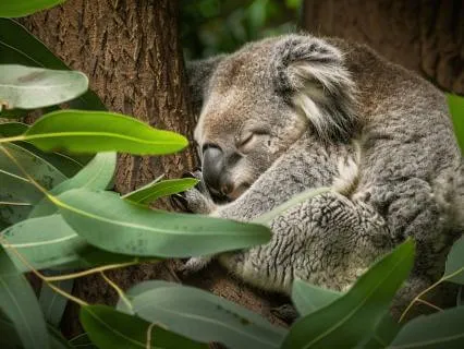 Yoga Nidra For Healing And Renewal