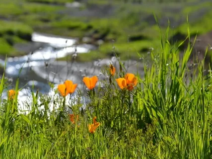 Yoga Nidra For Healing, Inspiration & Relaxation