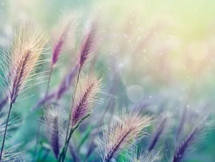 Yoga Nidra For Healing + Pain Relief