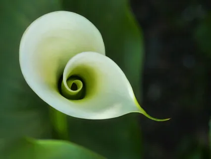 Yoga Nidra For Health And Healing