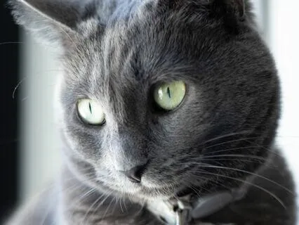 Yoga Nidra For Heart Chakra