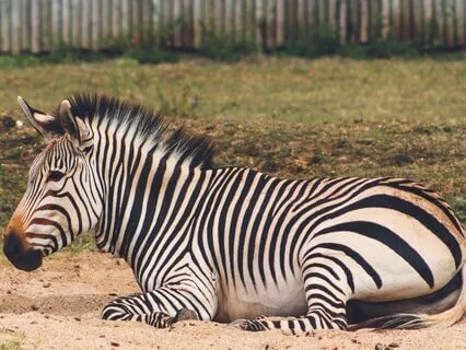 Yoga Nidra For Hypermobility, Anxiety & Chronic Pain- 26mins