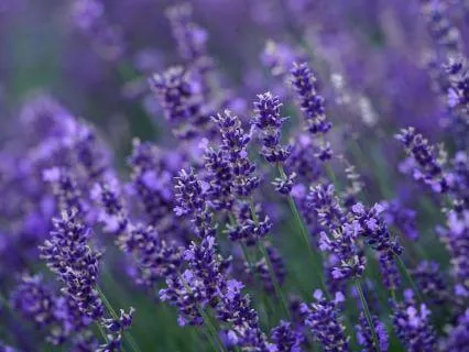 Yoga Nidra For Inner Calm