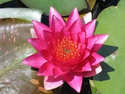 Yoga Nidra for Inner Harmony