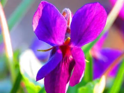 Yoga Nidra For Inner Knowing: The Seer Within