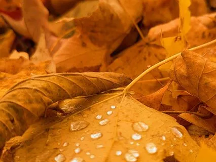 Yoga Nidra For Inner Peace