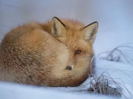 Yoga Nidra For Inner Quiet & Deep Rest