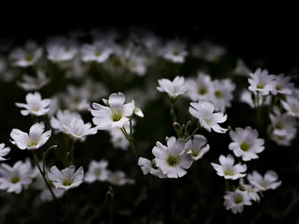 Yoga Nidra For Insomnia