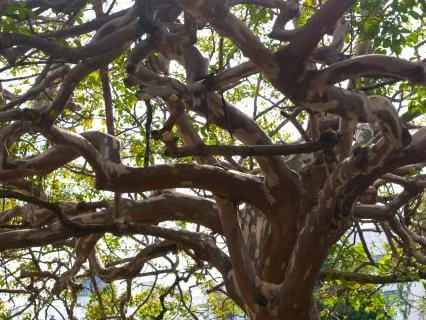 Yoga Nidra For Intuition