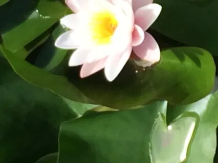 Yoga Nidra For Joy And Growth (Daring To Rest)