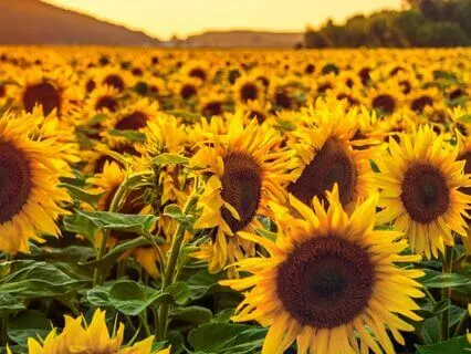 Yoga Nidra For Manifesting Confidence 20 Minutes