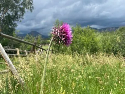 Yoga Nidra For Medicine Integration