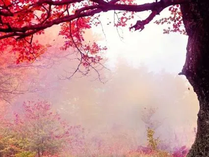 Yoga Nidra For Menopause | Letting Go