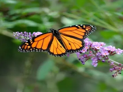 Yoga Nidra For Mental Clarity | Declutter Your Mind