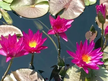 Yoga Nidra For Mental Overload Reset (NSDR)