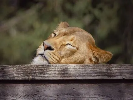 Yoga Nidra For Nervous System Recharge